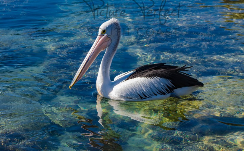 South Coast: thriving in its natural&nbsp;habitat…